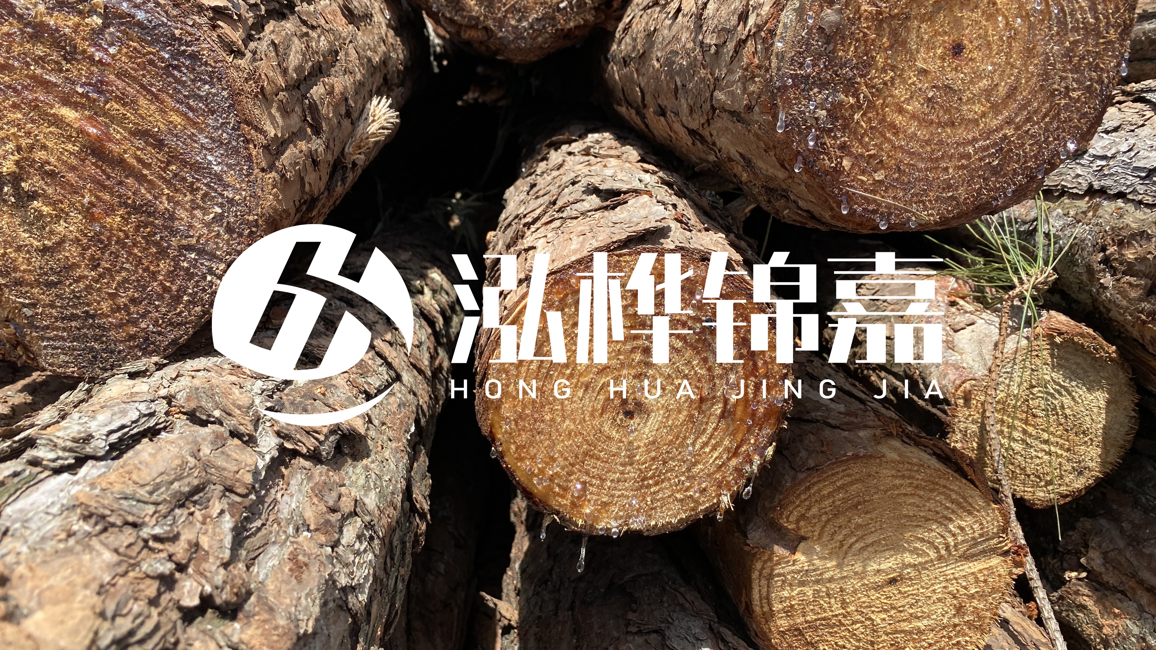 為什么要用松木樁治理河道？