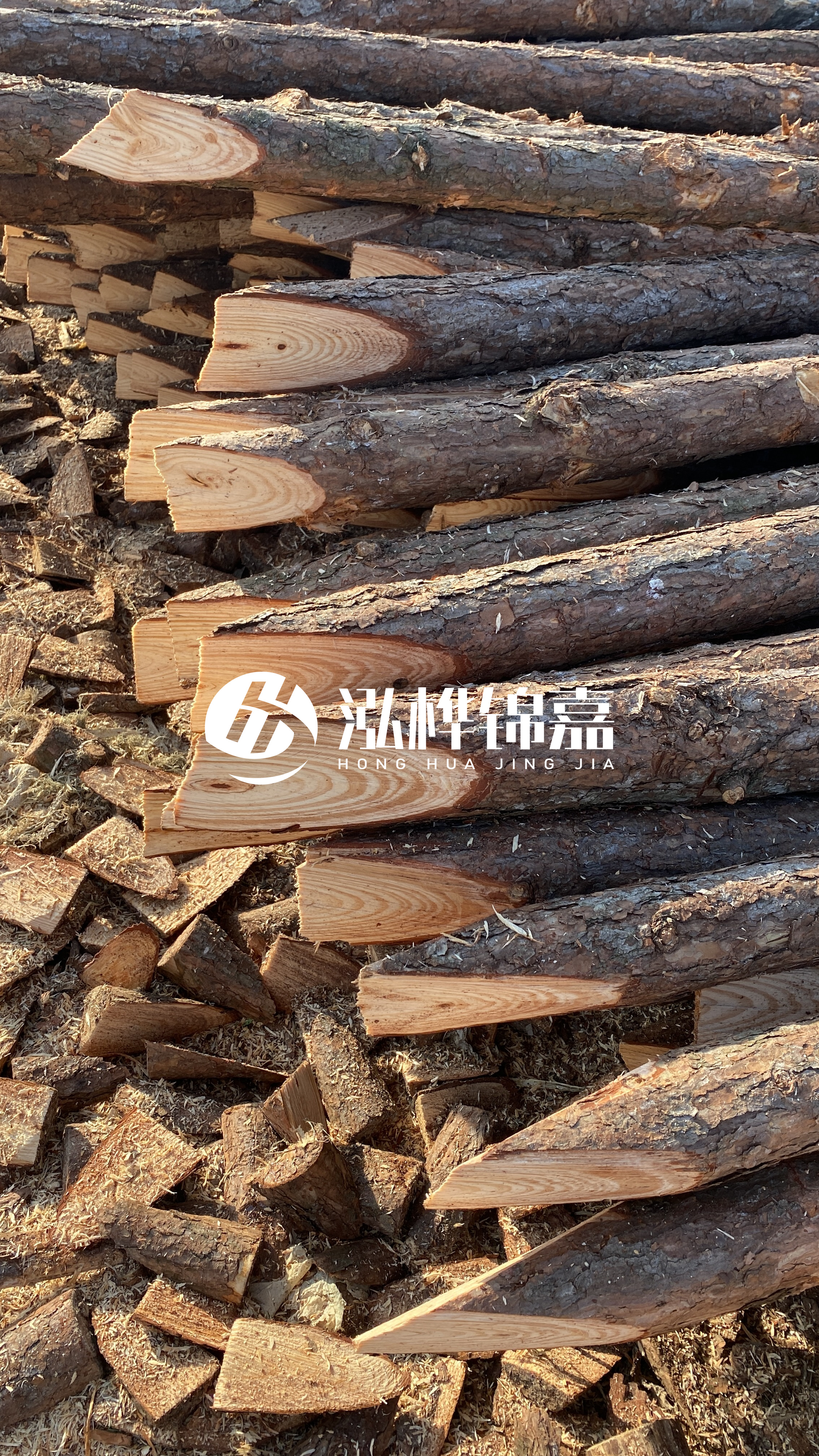 松木樁怎么分辨好壞？學會這幾招，輕松分辨松木樁好壞不踩雷！
