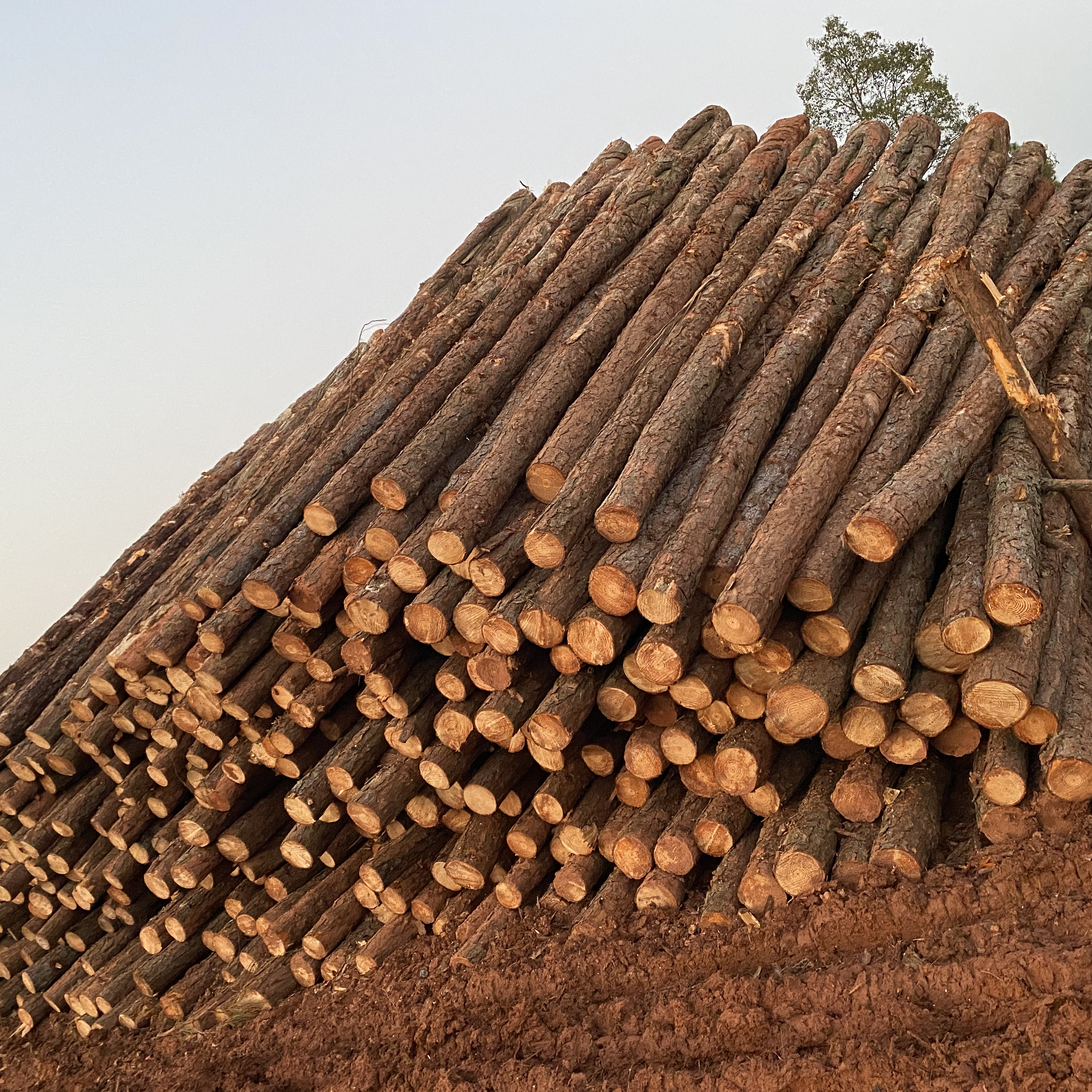 松木樁廠家泓樺錦嘉-松木樁施工后出現(xiàn)松動怎么加固？