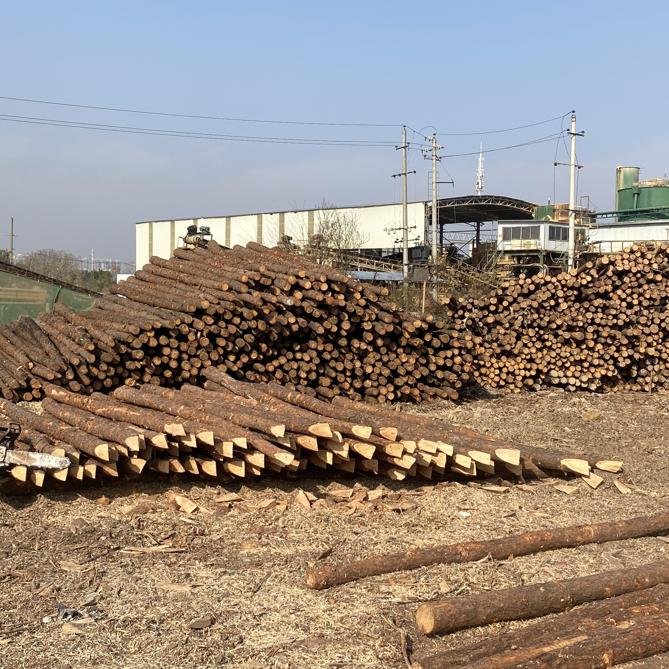 松木樁廠家泓樺錦嘉 - 原木松木樁用于圍堰工程需要削尖樁頭嗎？?